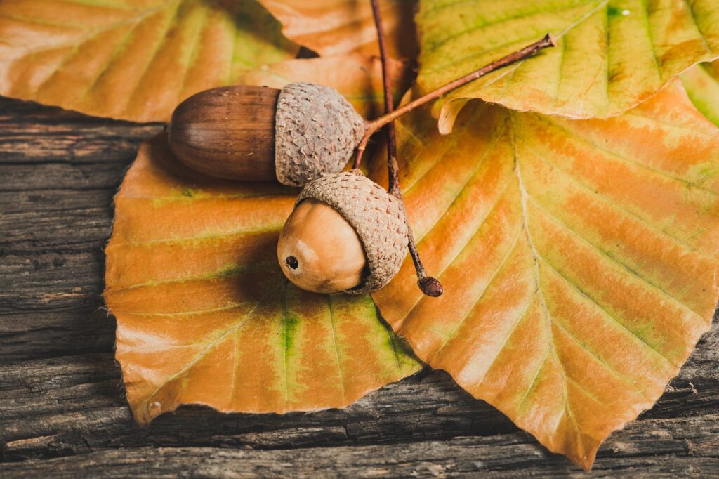 acorns, leaves, foliage-5646979.jpg